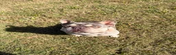 French Bulldog dogs for stud: Teddy | King Bleu  - Ad 4
