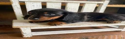 Miniature Dachshund dogs for sale: Luna - Ad 7