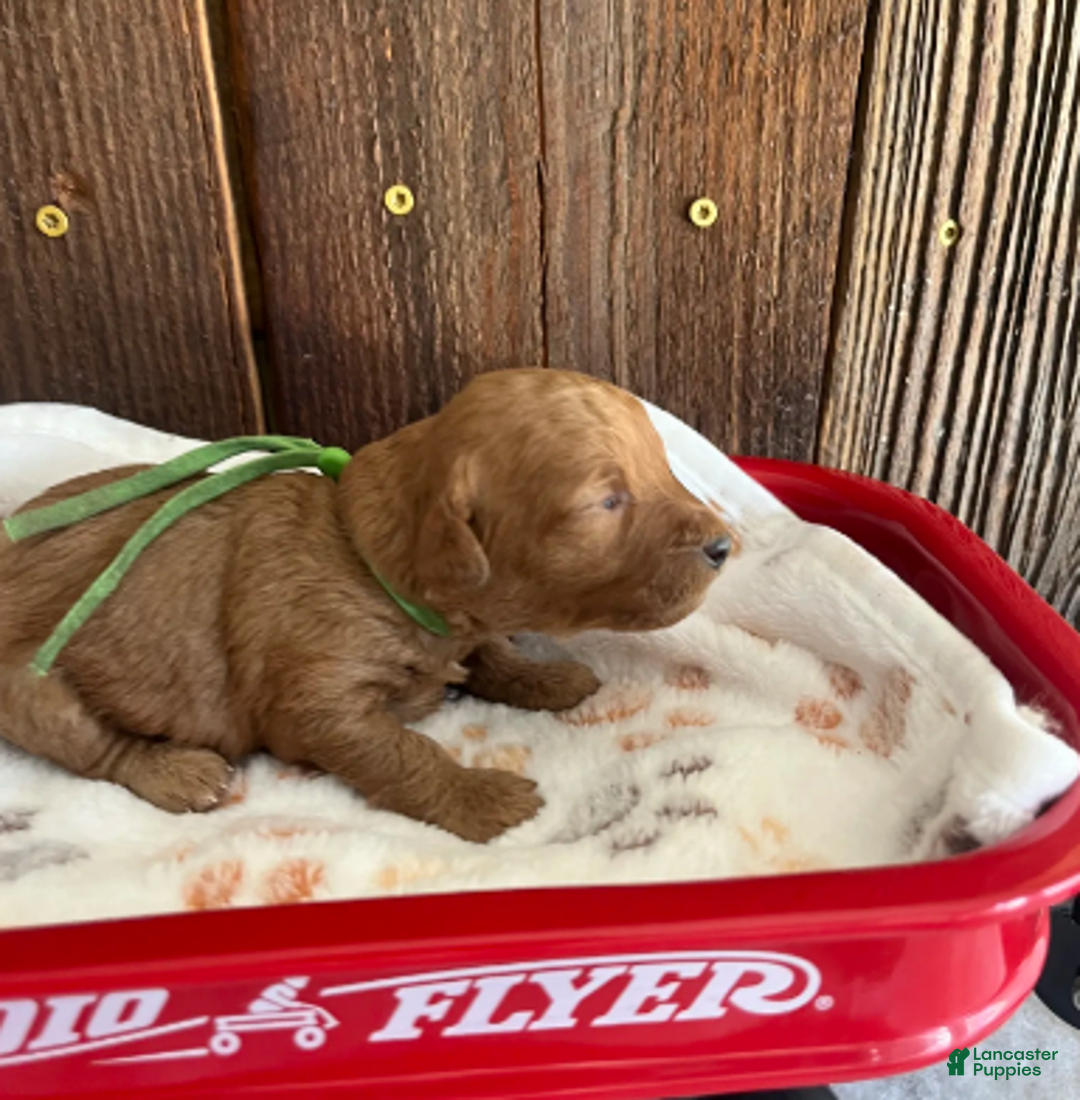 Mini Goldendoodle dogs for sale: Muffin - Ad 2