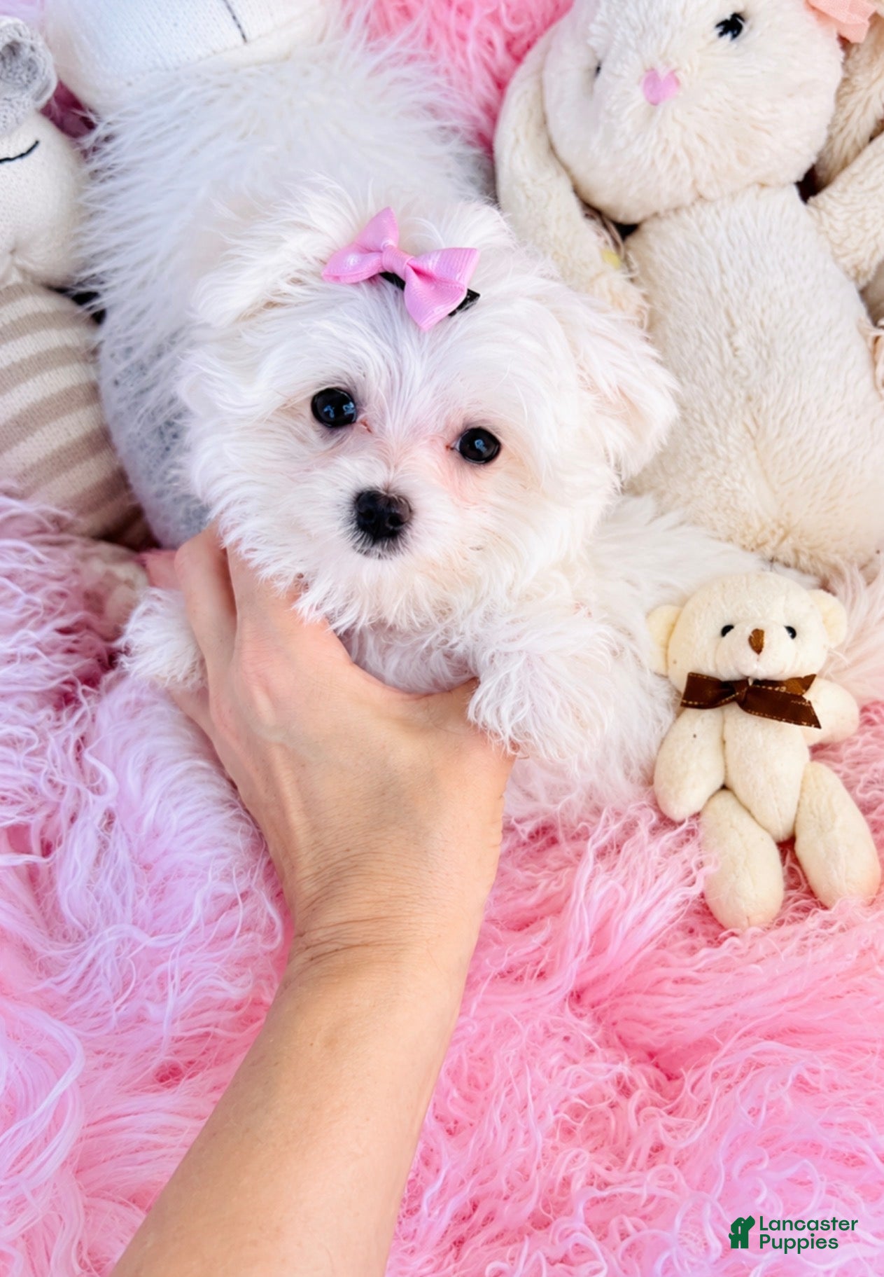 Maltese