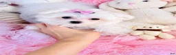 Maltese dogs for sale: Maltese 1 - Ad 1
