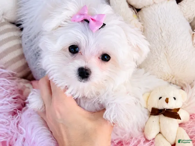 Maltese dogs Maltese 1 - Ad 1