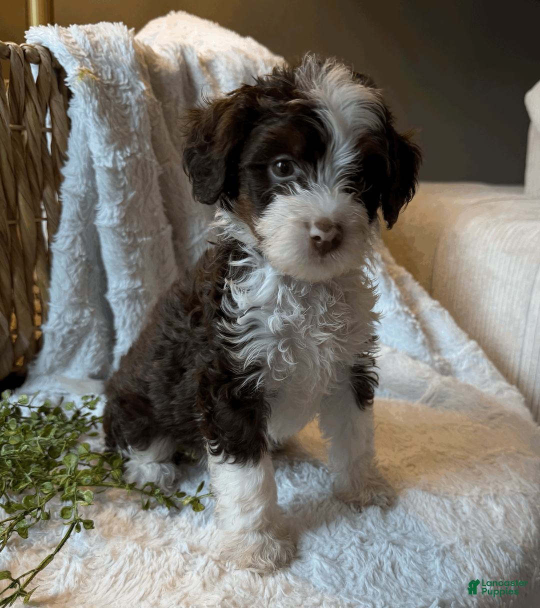 Mini Bernedoodle dogs for sale: Stetson - Ad 2