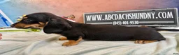 Miniature Dachshund dogs for sale: AKC import smooth - Ad 3