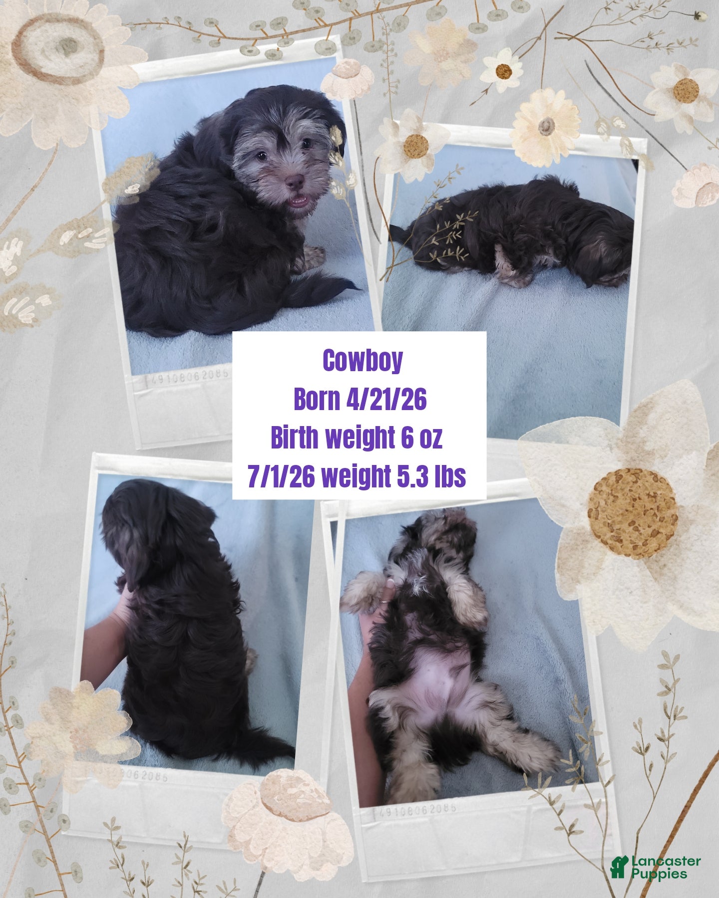 Shorkie dogs COWBOY  - Ad 2