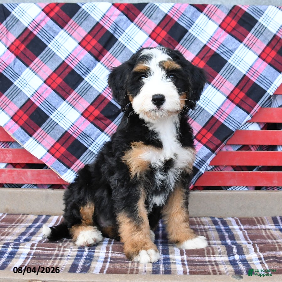 Mini Bernedoodle dogs Sadie - Ad 1