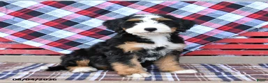 Sadie
