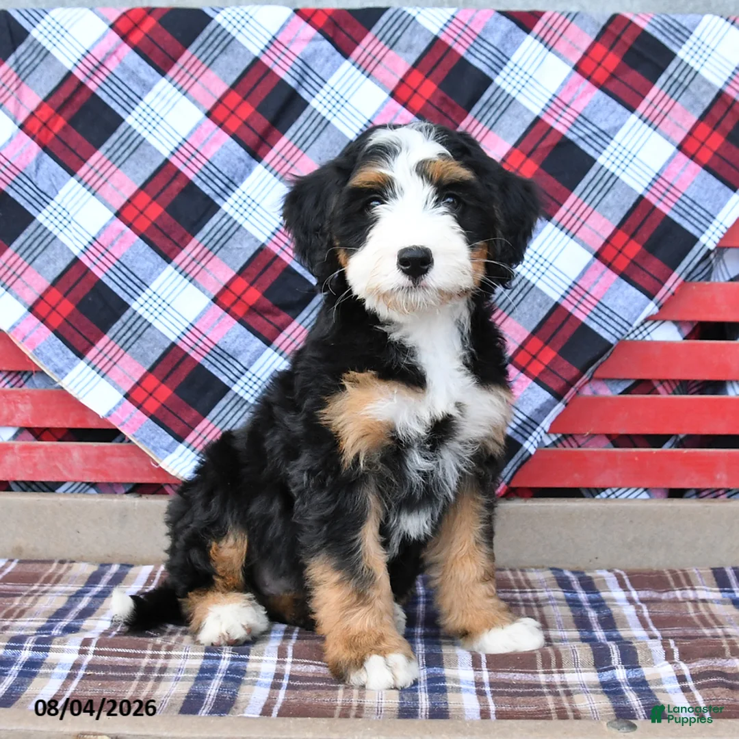 Mini Bernedoodle dogs for sale: Sadie - Ad 1