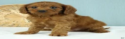 Cavapoo dogs for sale: Waffles 🧇 - Ad 4