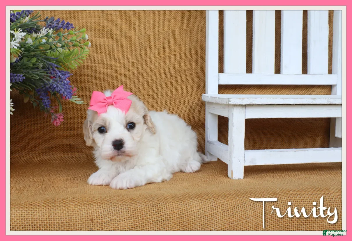 Cavachon dogs Trinity - Ad 1