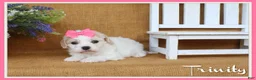 Cavachon dogs for sale: Trinity - Ad 1