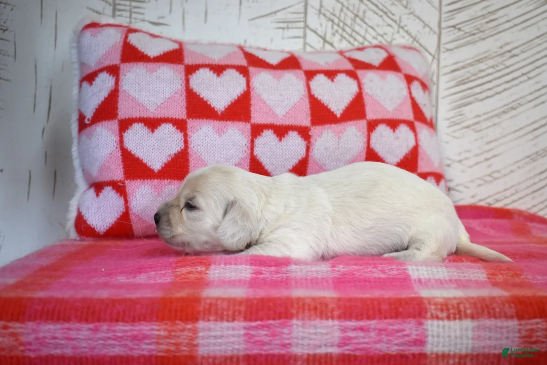 Miniature Dachshund dogs for sale: Sonny - Ad 4