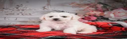 Bichon Frise dogs for sale: AKC-Maisy - Ad 9