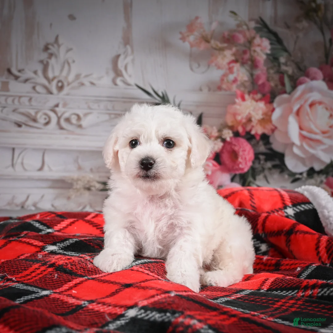 Bichon Frise dogs for sale: AKC-Maisy - Ad 9