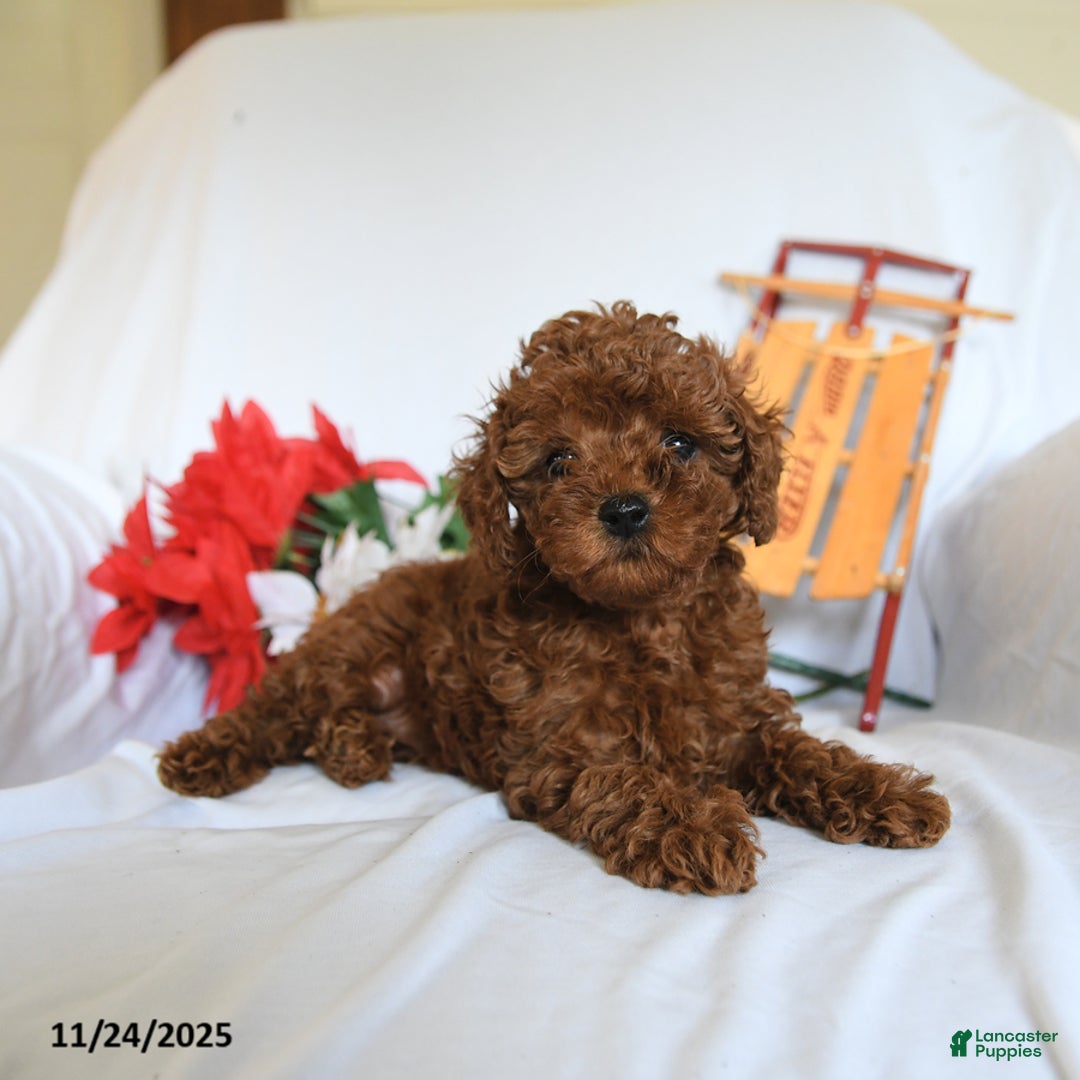 Toy Poodle dogs for sale: Little Girl - Ad 4