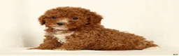 Cavapoo dogs for sale: Harper - Ad 3