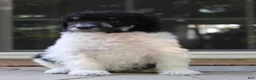 Standard Poodle dogs for sale: Sage AKC standard poodle - Ad 28