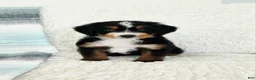 Bernedoodle dogs for sale: Austin - Ad 1
