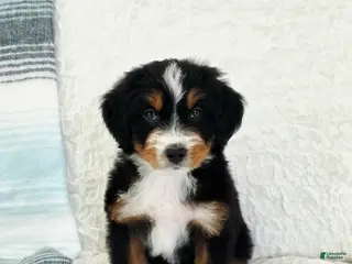 Bernedoodle dogs Austin - Ad 41