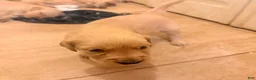 Golden Retriever dogs for sale: Golden Retriever 7 - Ad 6