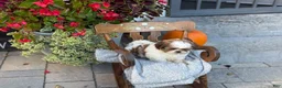 Shih Tzu dogs for sale: Seely - Ad 3