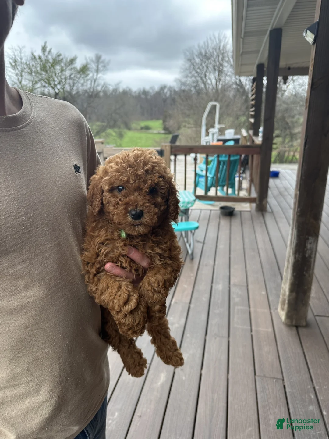 Mixed Breed dogs for sale: Jewels - Ad 4