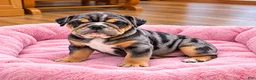 English Bulldog dogs for sale: Perfection  - Ad 3