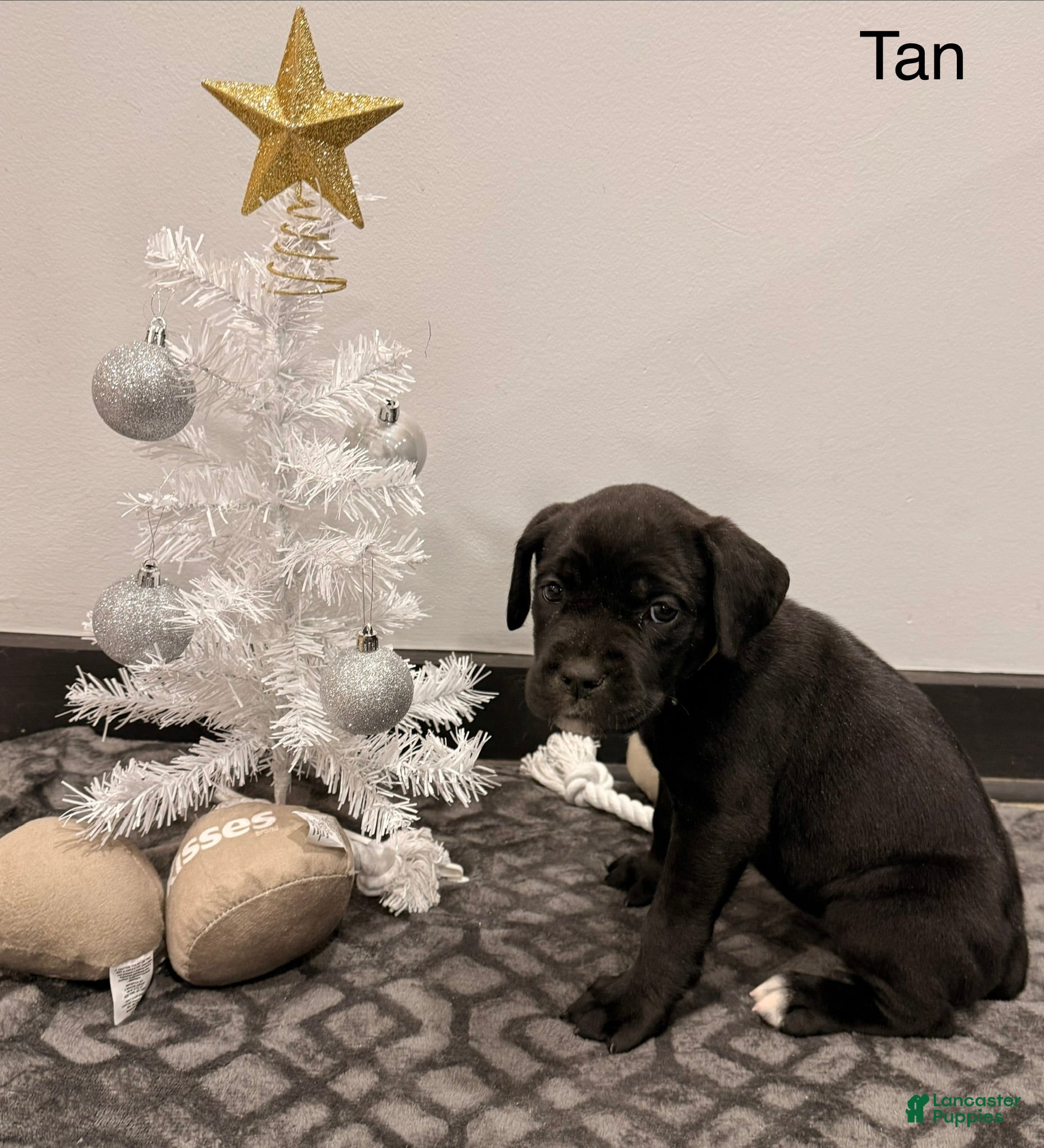 Cane Corso dogs Storm (Tan) - Ad 29
