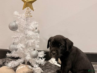 Cane Corso dogs Storm (Tan) - Ad 3