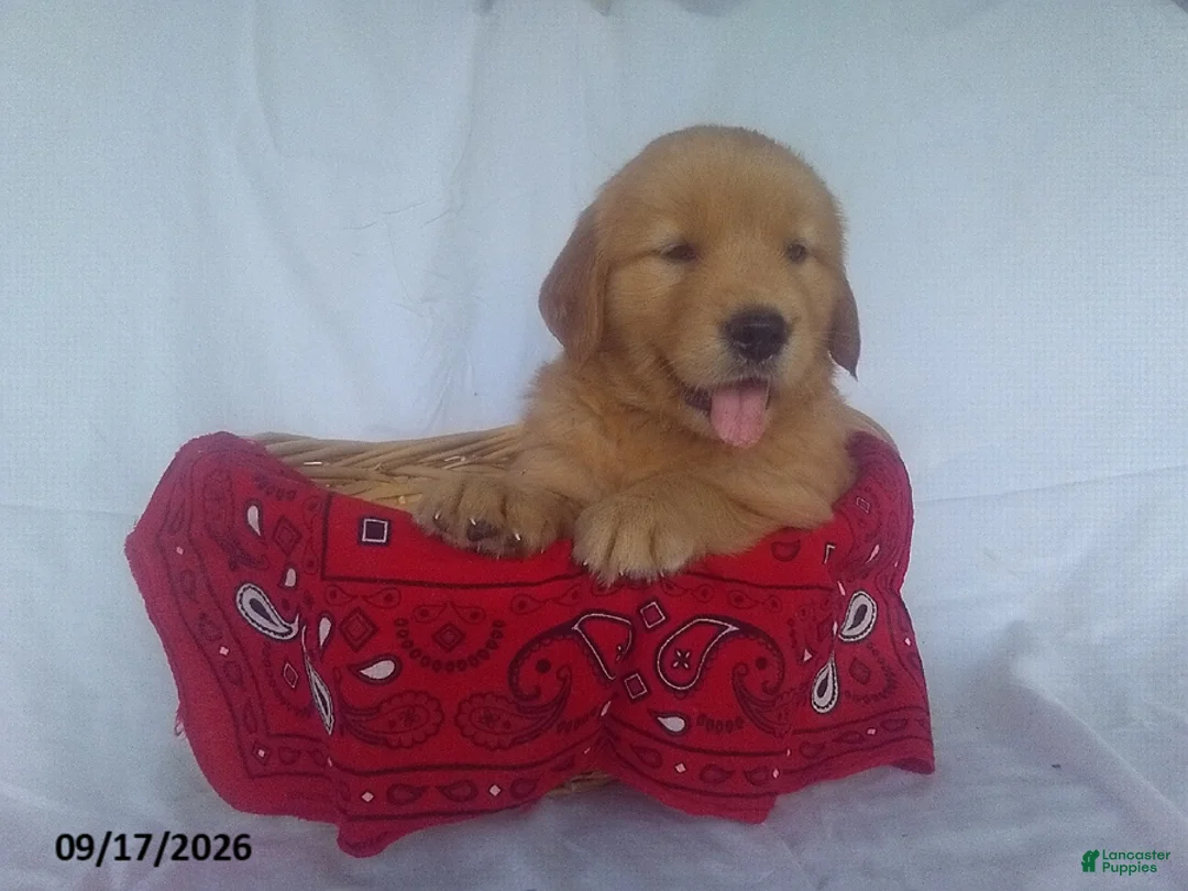 Golden Retriever dogs for sale: McIntosh - Ad 1