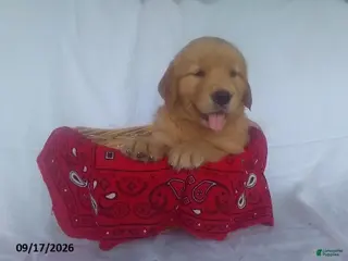 Golden Retriever dogs McIntosh - Ad 23
