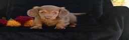 Miniature Dachshund dogs for sale: Ruby - Ad 11