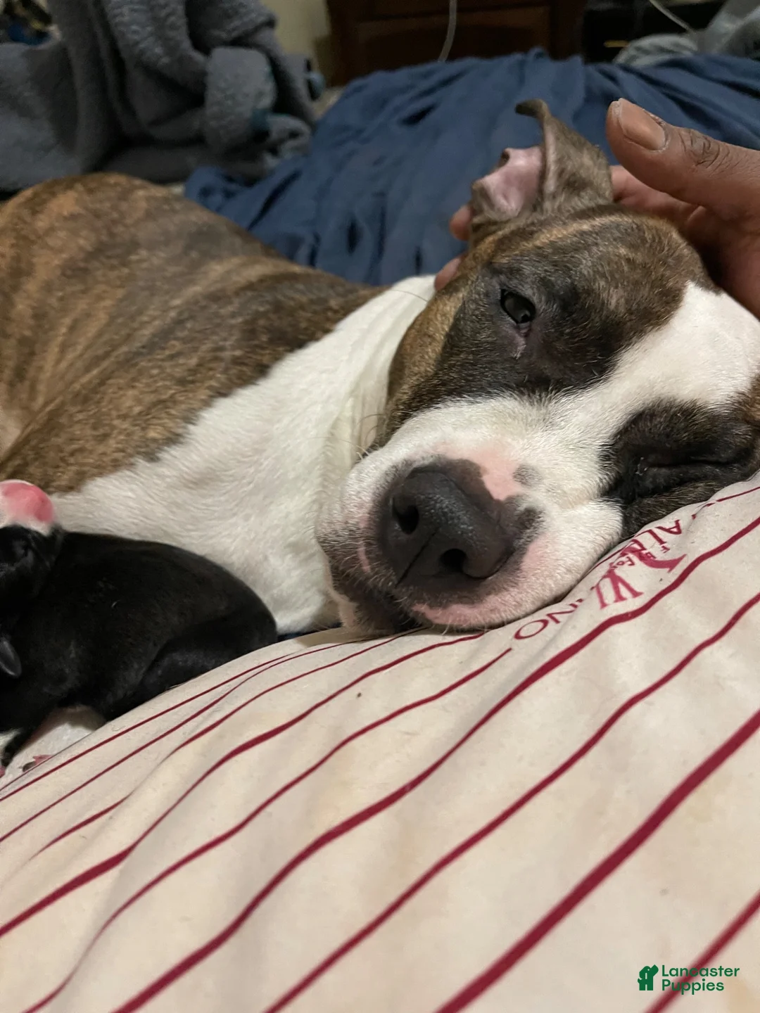 Mixed Breed dogs for sale: Mixed Breed 1 - Ad 2