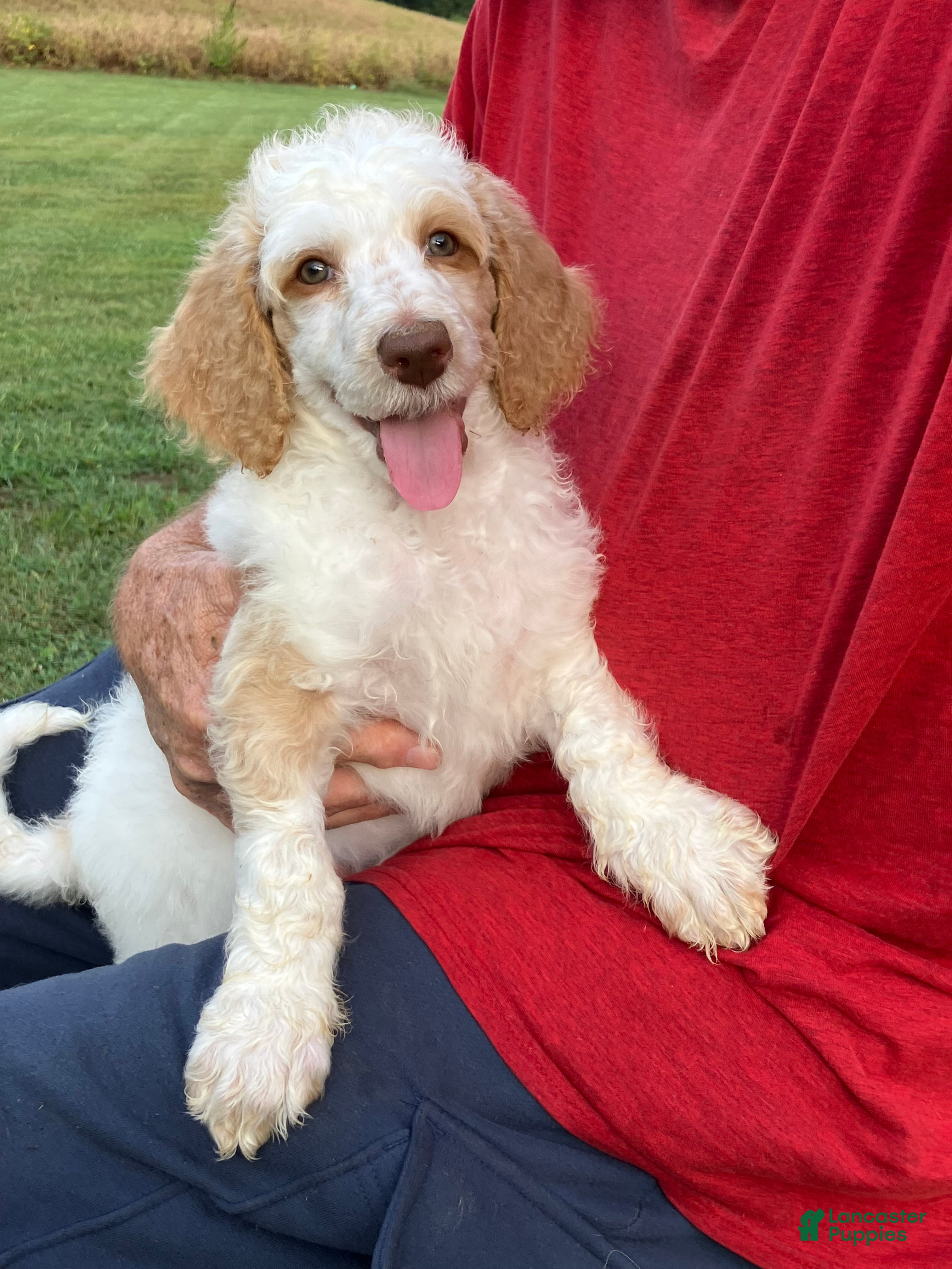 Standard Poodle dogs Ready 9/15 ☀️ Green collar ☀️ - Ad 1