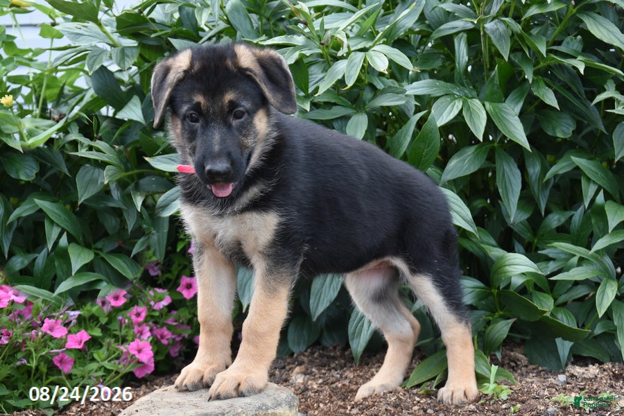 German Shepherd dogs Beauty - Ad 2