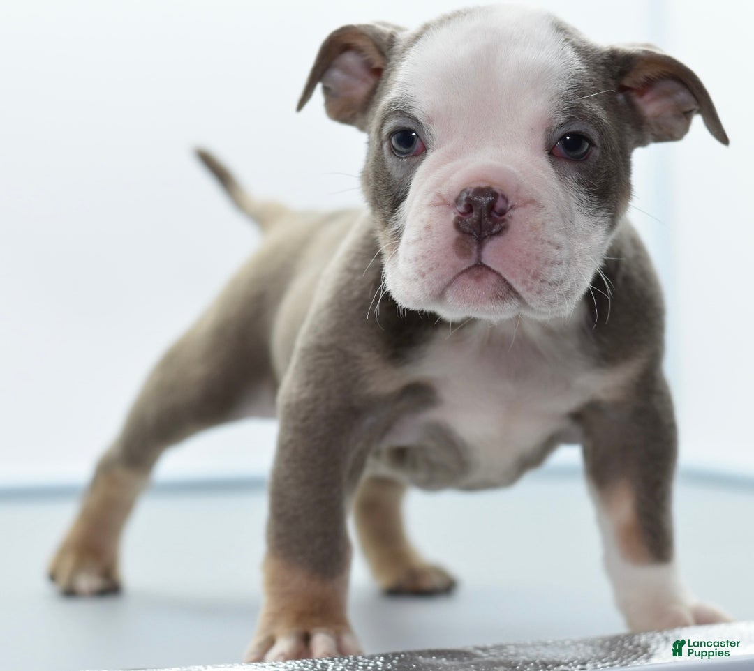 Mixed Breed dogs for sale: Turbo Merle blue eyes - Ad 8