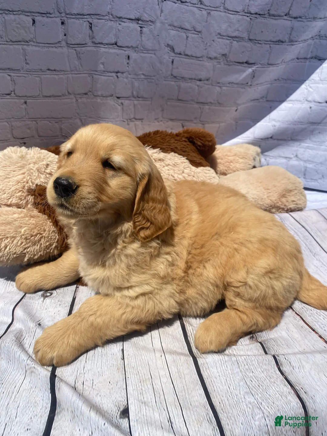 Golden Retriever dogs for sale: King - Ad 4