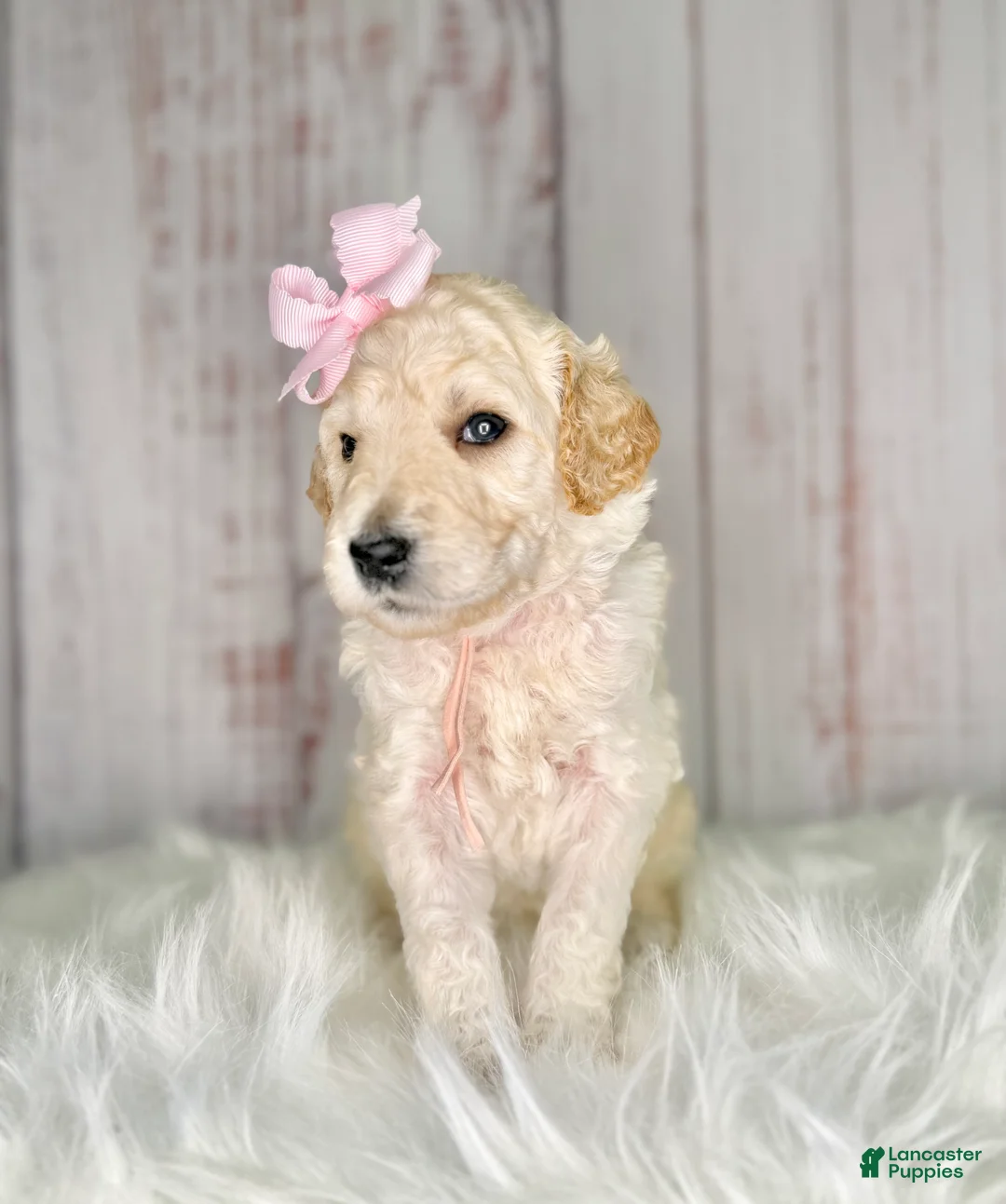 Goldendoodle dogs for sale: Goldendoodle light Pink  - Ad 2