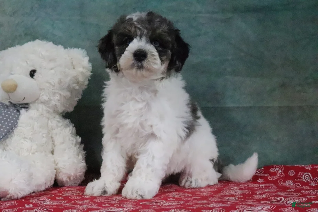 Mini Goldendoodle dogs for sale: Hines - Ad 2