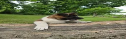 Akita dogs for sale: Sofie - Ad 3