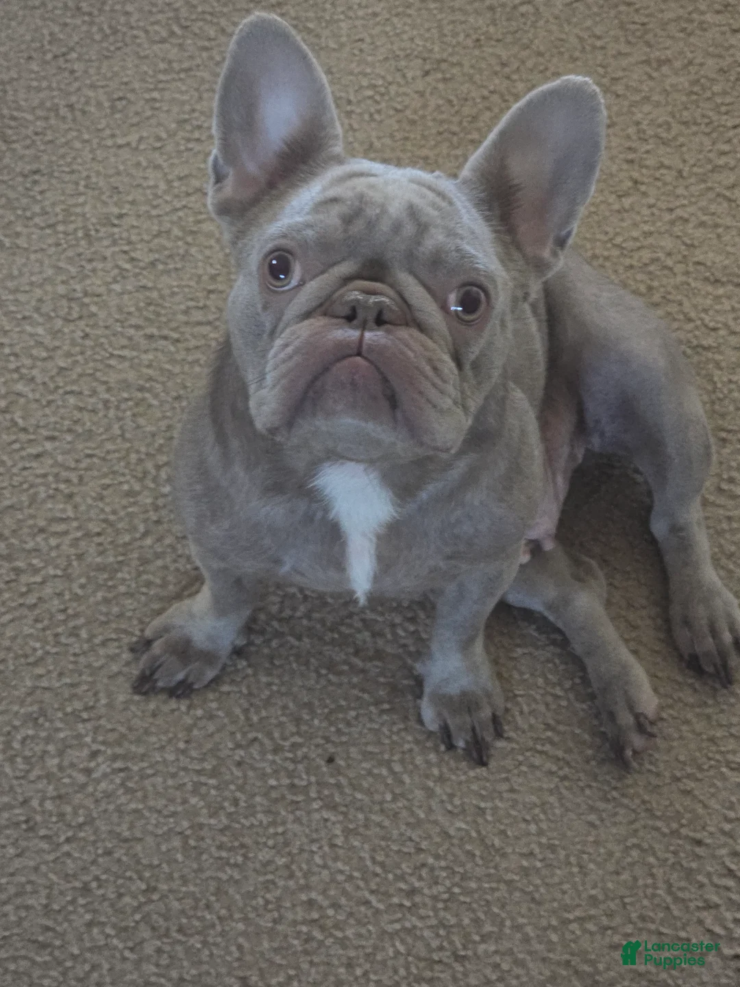 French Bulldog dogs for sale: French Bulldog Puppy 2 - Ad 3