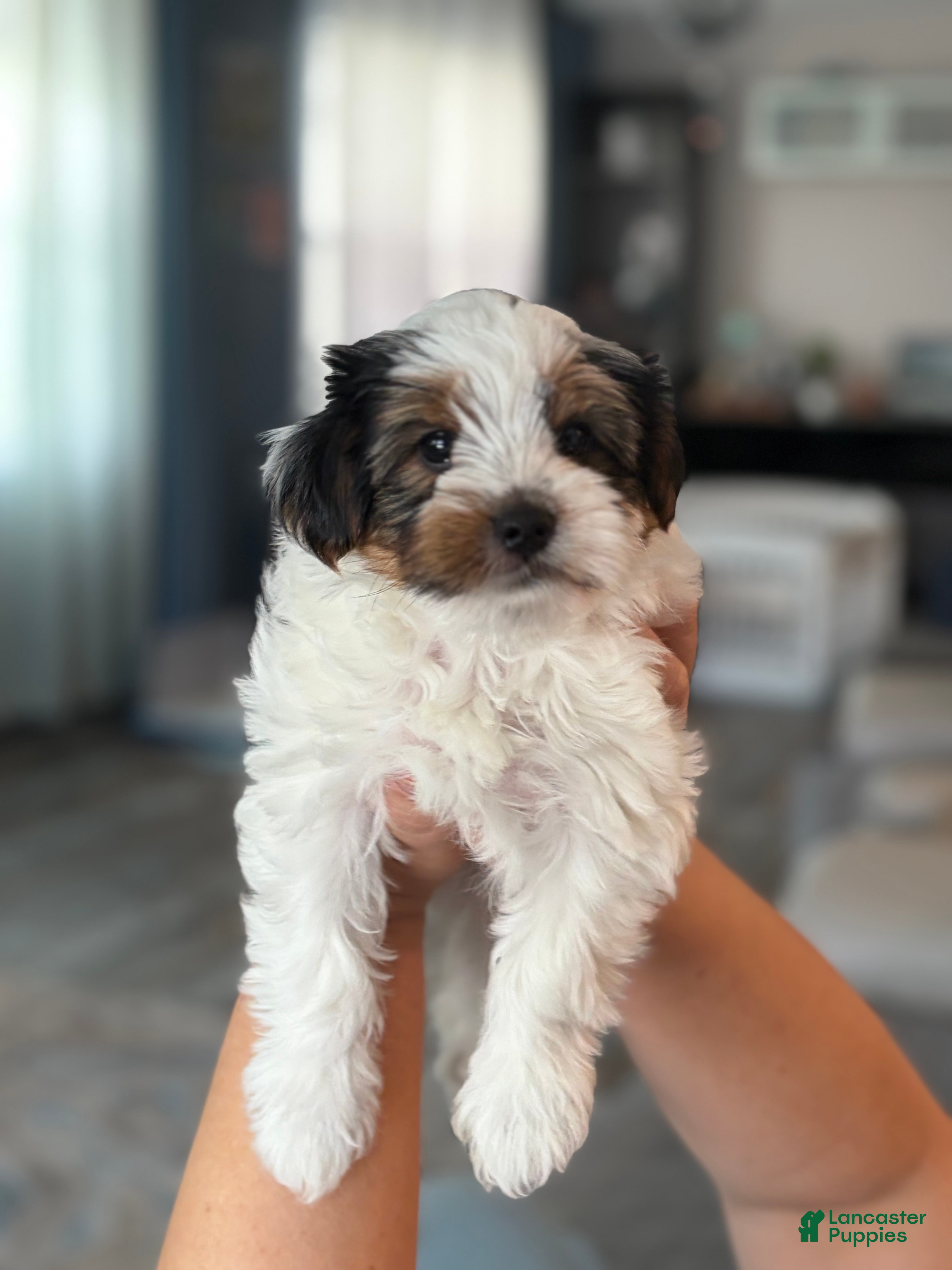 Yorkshire Terrier dogs Yorkshire Terrier Male - Ad 22