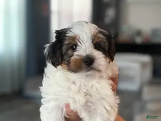 Yorkshire Terrier dogs Yorkshire Terrier Male - Ad 8