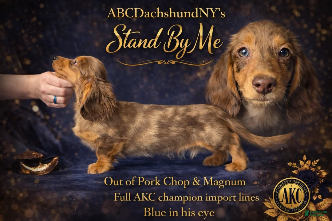 Miniature Dachshund dogs for sale: Import Show Boy Chocolate Dapple blue eye - Ad 2