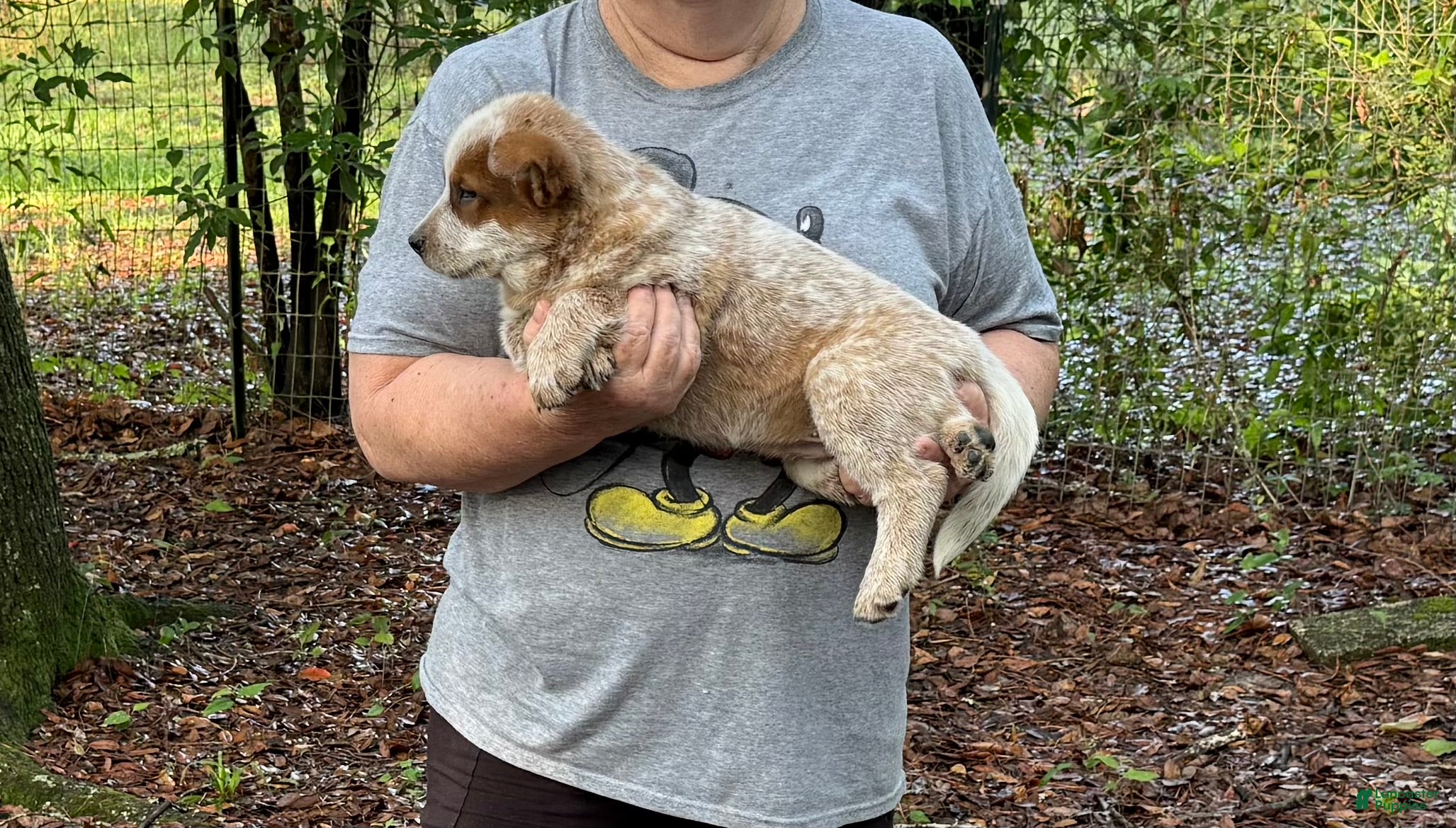 Australian Cattle Dog dogs Australian Cattle Dog Puppy 1 - Ad 2