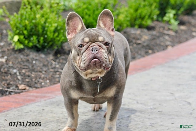 French Bulldog dogs Marci - Ad 40