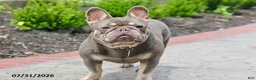 French Bulldog dogs for sale: Marci - Ad 1