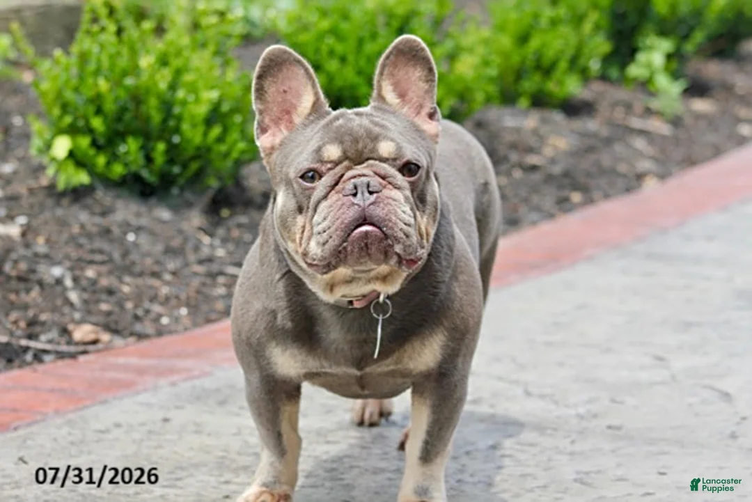 French Bulldog dogs for sale: Marci - Ad 1