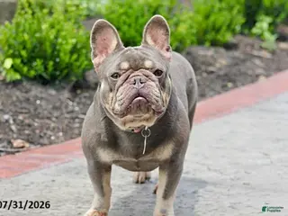 French Bulldog dogs Marci - Ad 2