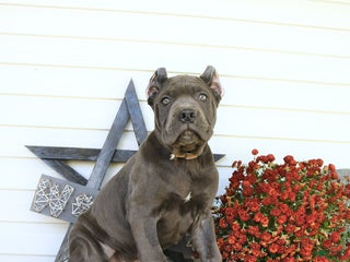 Cane Corso dogs - Ad 32